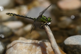 Ophiogomphus cecilia - Grüne Flussjungfer