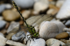 Ophiogomphus cecilia - Grüne Flussjungfer