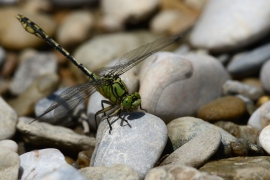 Ophiogomphus cecilia - Grüne Flussjungfer