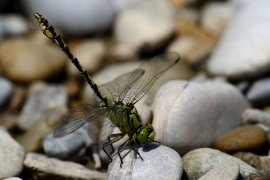 Ophiogomphus cecilia - Grüne Flussjungfer