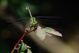 Ophiogomphus cecilia - Grüne Flussjungfer