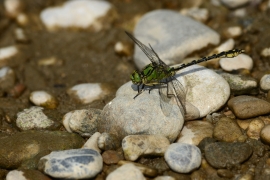 Ophiogomphus cecilia - Grüne Flussjungfer