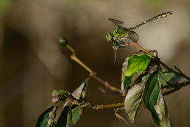 Ophiogomphus cecilia - Grüne Flussjungfer