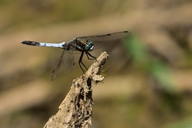 Orthetrum albistylum - Östlicher Blaupfeil