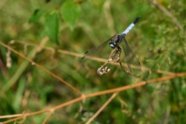 Orthetrum albistylum - Östlicher Blaupfeil