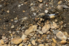 Orthetrum albistylum - Östlicher Blaupfeil