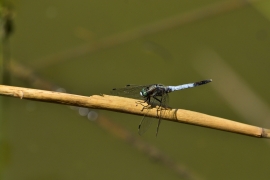 Orthetrum albistylum - Östlicher Blaupfeil