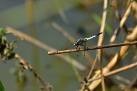 Orthetrum albistylum - Östlicher Blaupfeil