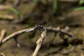 Orthetrum albistylum - Östlicher Blaupfeil
