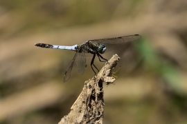 Orthetrum albistylum - Östlicher Blaupfeil