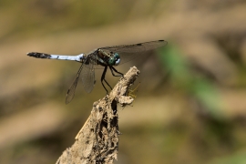 Orthetrum albistylum - Östlicher Blaupfeil