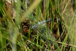 Orthetrum albistylum - Östlicher Blaupfeil