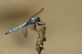 Orthetrum brunneum - Südliche Blaupfeil