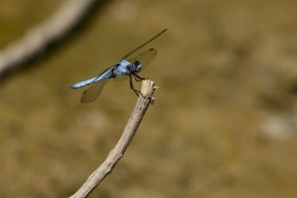 Orthetrum brunneum - Suedlicher Blaupfeil