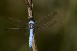 Orthetrum brunneum - Suedlicher Blaupfeil
