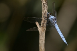 Orthetrum brunneum - Suedlicher Blaupfeil