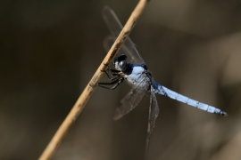 Orthetrum brunneum - Suedlicher Blaupfeil