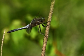 Orthetrum cancellatum - Großer Blaupfeil