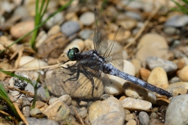 Orthetrum cancellatum - Grosser Blaupfeil