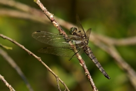 Orthetrum cancellatum - Grosser Blaupfeil