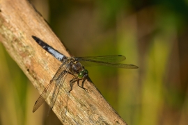 Orthetrum cancellatum - Grosser Blaupfeil