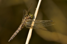 Orthetrum cancellatum - Grosser Blaupfeil