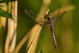 Orthetrum cancellatum - Grosser Blaupfeil