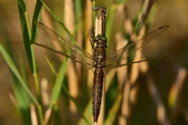 Orthetrum cancellatum - Grosser Blaupfeil