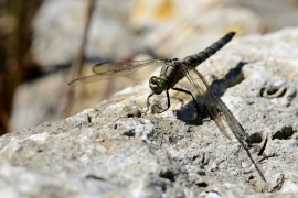 Orthetrum cancellatum - Grosser Blaupfeil