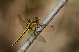 Orthetrum cancellatum - Grosser Blaupfeil