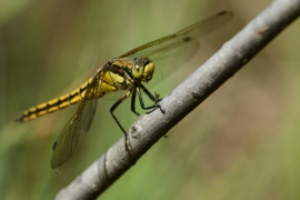 Orthetrum cancellatum - Grosser Blaupfeil