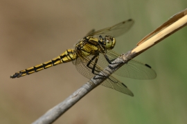 Orthetrum cancellatum - Grosser Blaupfeil