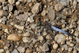 Orthetrum cancellatum - Grosser Blaupfeil