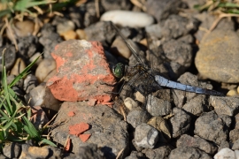 Orthetrum cancellatum - Grosser Blaupfeil