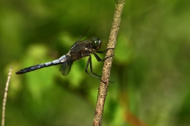 Orthetrum cancellatum - Grosser Blaupfeil