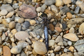 Orthetrum cancellatum - Grosser Blaupfeil
