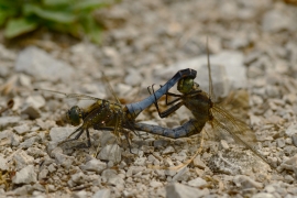 Orthetrum cancellatum - Grosser Blaupfeil