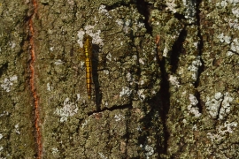 Orthetrum cancellatum - Grosser Blaupfeil