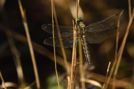 Orthetrum cancellatum - Grosser Blaupfeil