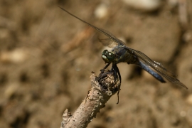 Orthetrum cancellatum - Grosser Blaupfeil