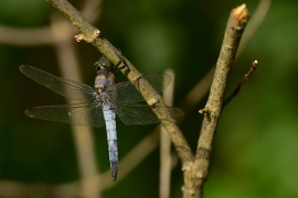 Orthetrum cancellatum - Grosser Blaupfeil