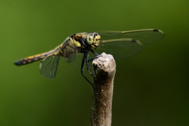 Orthetrum cancellatum - Grosser Blaupfeil