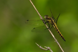 Orthetrum cancellatum - Grosser Blaupfeil