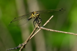 Orthetrum cancellatum - Grosser Blaupfeil