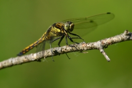 Orthetrum cancellatum - Grosser Blaupfeil