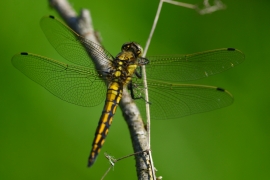 Orthetrum cancellatum - Grosser Blaupfeil
