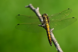 Orthetrum cancellatum - Grosser Blaupfeil