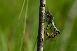 Orthetrum cancellatum - Grosser Blaupfeil