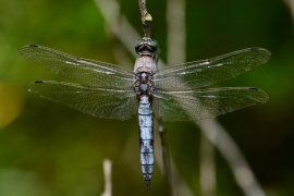 Orthetrum cancellatum - Grosser Blaupfeil