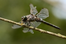 Orthetrum cancellatum - Grosser Blaupfeil